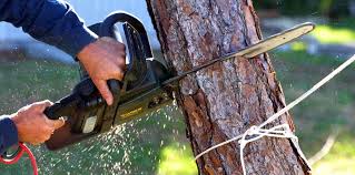 Best Pest Control for Lawns  in Wrightsboro, NC
