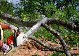 Best Tree Planting  in Wrightsboro, NC