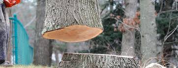 Wrightsboro, NC Tree Care Company