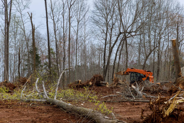 Best Tree Mulching  in Wrightsboro, NC