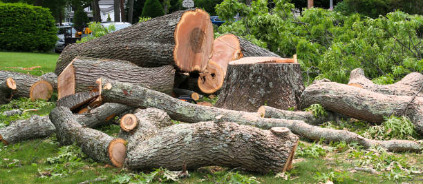 Best Stump Grinding and Removal  in Wrightsboro, NC