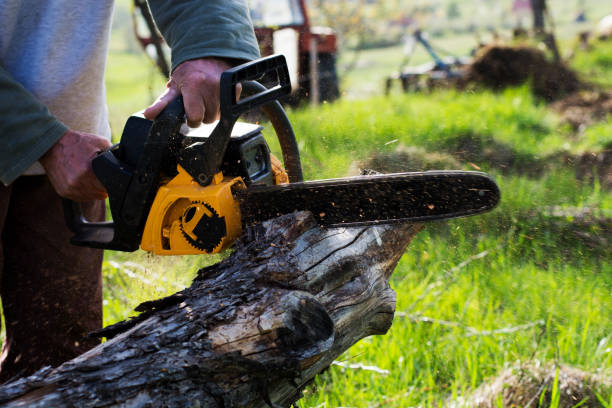 Best Lawn Maintenance Plans  in Wrightsboro, NC