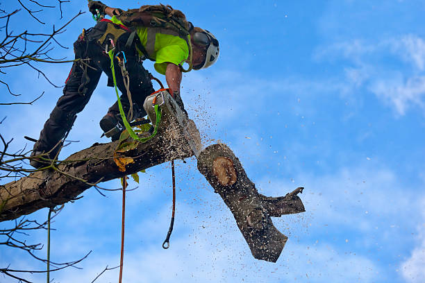 Best Firewood Processing and Delivery  in Wrightsboro, NC